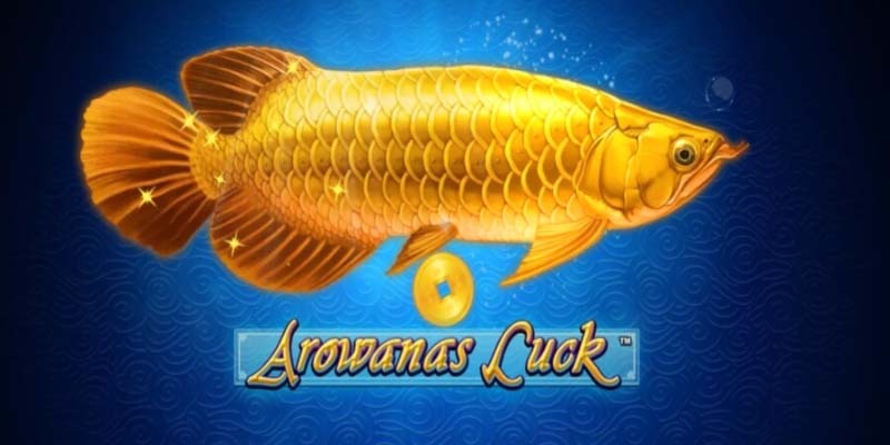 Arowanas Luck: Can It Really Bring You Fortune?